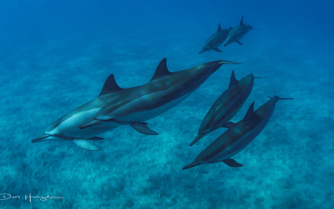 Hawaii Reisen – Eva Petschen – Freude im Zusammensein mit den Delphinen